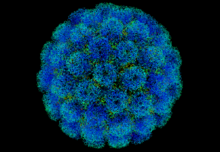 Hundreds of Millions Exposed to Carcinogenic SV40 Virus