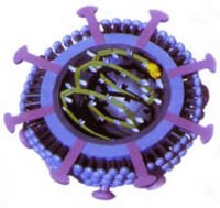 Borna Virus and Mental Illness