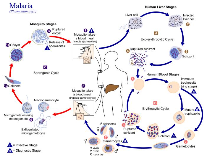 Malaria Frequencies Version 6.0