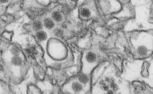 Zika Virus Version 1.0 – Six Strains