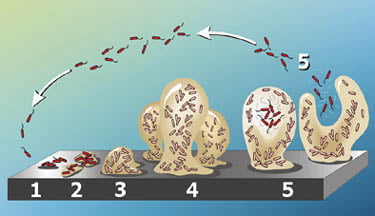 Biofilms Version 7.0