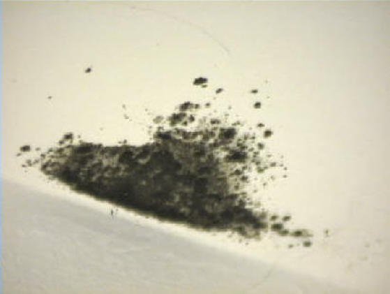 Black Mold and Other Mold Frequencies Release 4.1