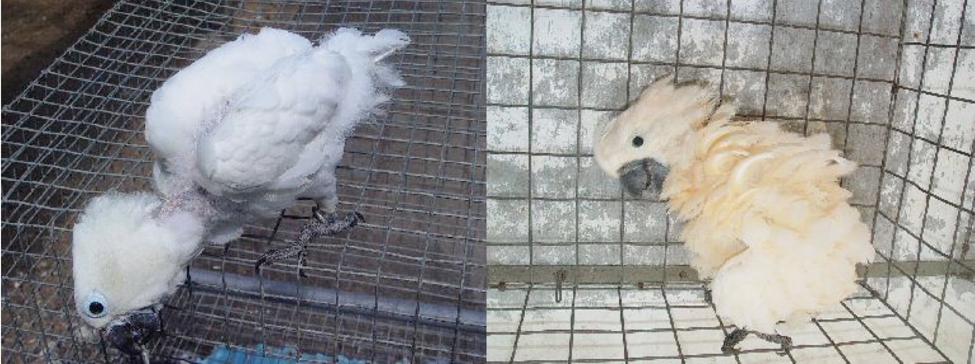 First Bird Cured of Lethal Virus By Remote Frequency Application